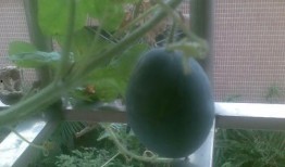 网红阳台吃瓜事件,一场网络狂欢背后的争议与反思